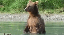 animated bear catches salmon